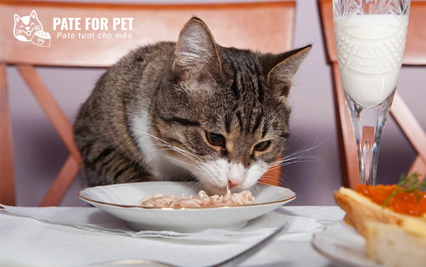 Chế biến thức ăn cho mèo