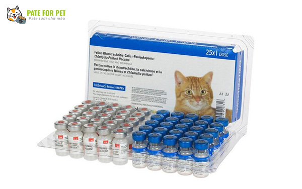 Những loại vacxin cho mèo