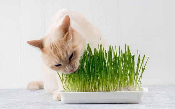 Cỏ mèo là gì? Vì sao mèo ăn cỏ? 7 lợi ích khi cho mèo ăn cỏ lúa mì mới nhất
